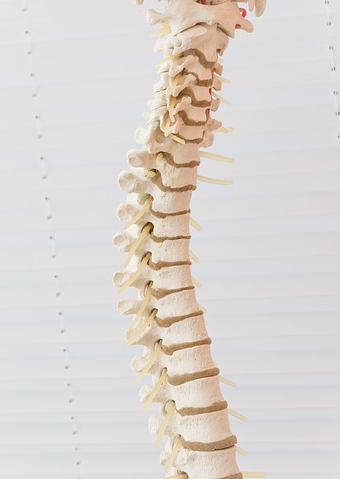 spine cord